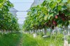 Nho Hạ Đen giá 200.000 đồng/kg, hút khách đến tận vườn trải nghiệm ở Bắc Ninh