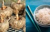Một loại củ có thể biến thành cơm, bún, thạch: Hỗ trợ giảm cân, ổn định đường huyết 