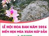 Lễ hội Hoa Ban năm 2026: Điểm hẹn mùa Xuân hấp dẫn