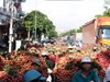 Bắc Giang: Giá vải sáng mùng 1 âm lịch giảm sốc còn 3.000 đồng/kg, người dân thất thần chờ thương lái