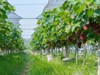 Nho Hạ Đen giá 200.000 đồng/kg, hút khách đến tận vườn trải nghiệm ở Bắc Ninh