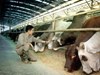 Không chỉ là “vua thép”, tỷ phú Trần Đình Long còn đang củng cố vị thế “vua bò Úc” tại Việt Nam.
