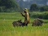 Trung Quốc giảm mạnh nhập khẩu gạo nếp Việt