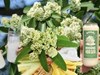 Trà sữa, nước khoáng hoa sữa ở Hà Nội: Sự thật phía sau món đồ uống gây tò mò