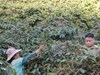 Sơn La đưa cà phê Arabica vươn ra thị trường Mỹ