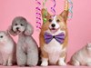 Thương mại điện tử thu 442.000 tỷ đồng sau 9 tháng, thị trường thú cưng tăng trưởng mạnh