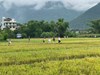 Phú Thọ: Chú trọng phát triển du lịch cộng đồng, phát huy bản sắc văn hóa dân tộc Mường