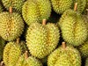 Đối thủ của Việt Nam, Thái Lan liên tục ra mắt giống sầu riêng mới: Đã có hơn 200 giống được đăng ký, hướng đến xuất khẩu sang Ấn Độ, Úc, châu Âu