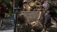 Indonesia bắt buộc dùng xăng sinh học B50, mở rộng vai trò của dầu cọ trong năng lượng