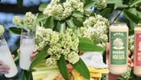 Trà sữa, nước khoáng hoa sữa ở Hà Nội: Sự thật phía sau món đồ uống gây tò mò