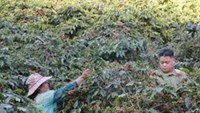 Sơn La đưa cà phê Arabica vươn ra thị trường Mỹ