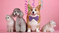 Thương mại điện tử thu 442.000 tỷ đồng sau 9 tháng, thị trường thú cưng tăng trưởng mạnh
