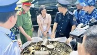 Buôn lậu gia tăng trên biển, hải quan liên tiếp phát hiện các vụ vi phạm lớn
