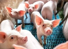 “Của để dành” mới lộ diện tại Hòa Phát, Vinamilk, Dabaco, Hoàng Anh Gia Lai