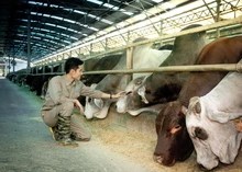 Không chỉ là “vua thép”, tỷ phú Trần Đình Long còn đang củng cố vị thế “vua bò Úc” tại Việt Nam.