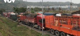 Trung Quốc thông báo tạm dừng xuất nhập khẩu qua cửa khẩu ở Lào Cai