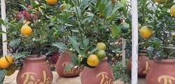 Quất bonsai mini “lên ngôi” dịp Tết: chậu nhỏ, giá không hề nhỏ