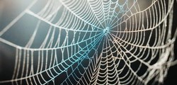 Bí mật phân tử của tơ nhện được hé lộ, hứa hẹn tạo cú hích cho vật liệu hàng không siêu nhẹ