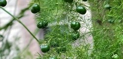 Loài cây trồng trong nhà không chỉ thanh lọc không khí mà còn hút tài lộc, vượng công danh
