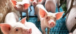 “Của để dành” mới lộ diện tại Hòa Phát, Vinamilk, Dabaco, Hoàng Anh Gia Lai