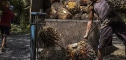 Indonesia bắt buộc dùng xăng sinh học B50, mở rộng vai trò của dầu cọ trong năng lượng