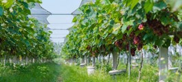 Nho Hạ Đen giá 200.000 đồng/kg, hút khách đến tận vườn trải nghiệm ở Bắc Ninh