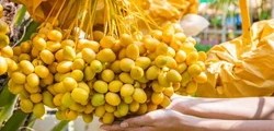 Loại quả từng được xếp vào hàng đặc sản cao cấp nay lại rẻ chưa từng có: Khi ăn cần chú ý điều này