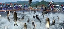 ‘Vua cá tra’ báo lãi 9 tháng đầu năm gấp 18 lần cùng kỳ, cổ phiếu tăng hơn 60% kể từ đầu năm