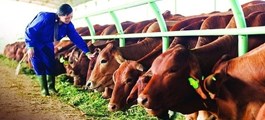 Bapi HAGL của bầu Đức sẽ bán thêm 100.000 con bò Lào đặc sản