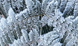 Y Tý chìm trong băng giá đầu mùa, rừng núi khoác “áo trắng” huyền ảo