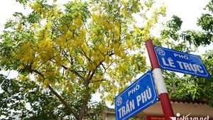 Ngắm quốc hoa Thái Lan nở vàng rực giữa nắng hè Hà Nội