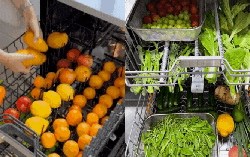 23,5 triệu người tranh cãi dữ dội về hành động của người phụ nữ dùng máy rửa bát để làm việc này