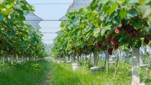 Nho Hạ Đen giá 200.000 đồng/kg, hút khách đến tận vườn trải nghiệm ở Bắc Ninh