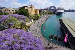 Sắc hoa phượng tím tràn ngập đường phố Sydney, Australia