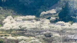 Một điểm đến Việt Nam được WTA vinh danh 3 lần: Mộc Châu vào mùa hoa mận trắng, “viên ngọc quý” giữa Tây Bắc