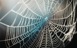Bí mật phân tử của tơ nhện được hé lộ, hứa hẹn tạo cú hích cho vật liệu hàng không siêu nhẹ