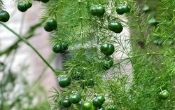 Loài cây trồng trong nhà không chỉ thanh lọc không khí mà còn hút tài lộc, vượng công danh