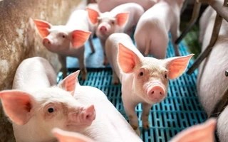 “Của để dành” mới lộ diện tại Hòa Phát, Vinamilk, Dabaco, Hoàng Anh Gia Lai
