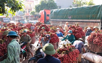 Bắc Giang: Giá vải sáng mùng 1 âm lịch giảm sốc còn 3.000 đồng/kg, người dân thất thần chờ thương lái