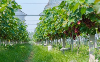 Nho Hạ Đen giá 200.000 đồng/kg, hút khách đến tận vườn trải nghiệm ở Bắc Ninh