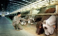 Không chỉ là “vua thép”, tỷ phú Trần Đình Long còn đang củng cố vị thế “vua bò Úc” tại Việt Nam.