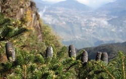 “Báu vật” độc nhất trên đỉnh Fansipan được cả thế giới bảo vệ