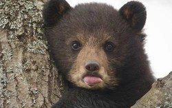 Nhật Bản đối mặt “năm thảm họa gấu”: Chính phủ lần đầu ban cảnh báo toàn quốc vì số vụ tấn công tăng kỷ lục