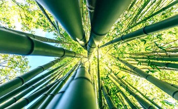 Tre hóa nhựa: Phát minh xanh có thể thay đổi thế giới