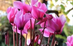 10 loại cây trong nhà giúp khử mùi sơn, lọc khí độc hiệu quả mà không cần máy lọc