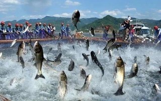 ‘Vua cá tra’ báo lãi 9 tháng đầu năm gấp 18 lần cùng kỳ, cổ phiếu tăng hơn 60% kể từ đầu năm