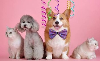 Thương mại điện tử thu 442.000 tỷ đồng sau 9 tháng, thị trường thú cưng tăng trưởng mạnh