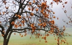 Cây biểu tượng may mắn và thịnh vượng, mang 10 lợi ích sức khỏe khi trồng trong nhà