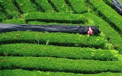 Nguồn cung Nhật Bản suy giảm, matcha Trung Quốc vươn lên chiếm 60% thị phần toàn cầu