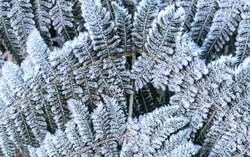 Y Tý chìm trong băng giá đầu mùa, rừng núi khoác “áo trắng” huyền ảo